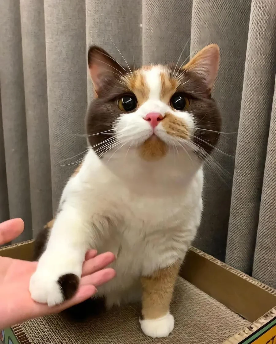 호불호 고양이.jpg
