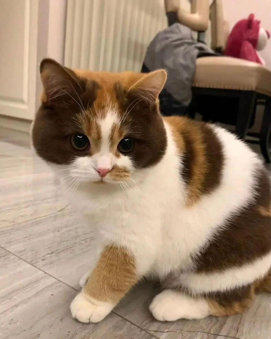 호불호 고양이.jpg - 이미지 4