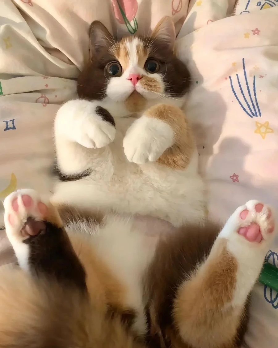 호불호 고양이.jpg - 이미지 5