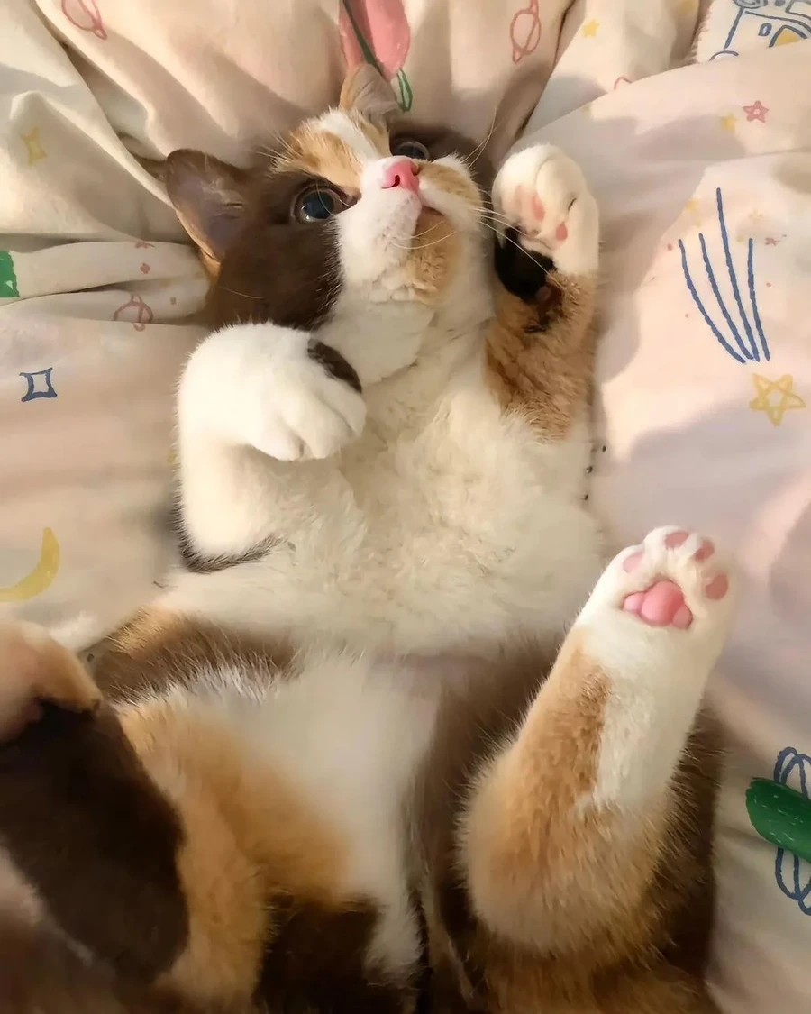 호불호 고양이.jpg - 이미지 6
