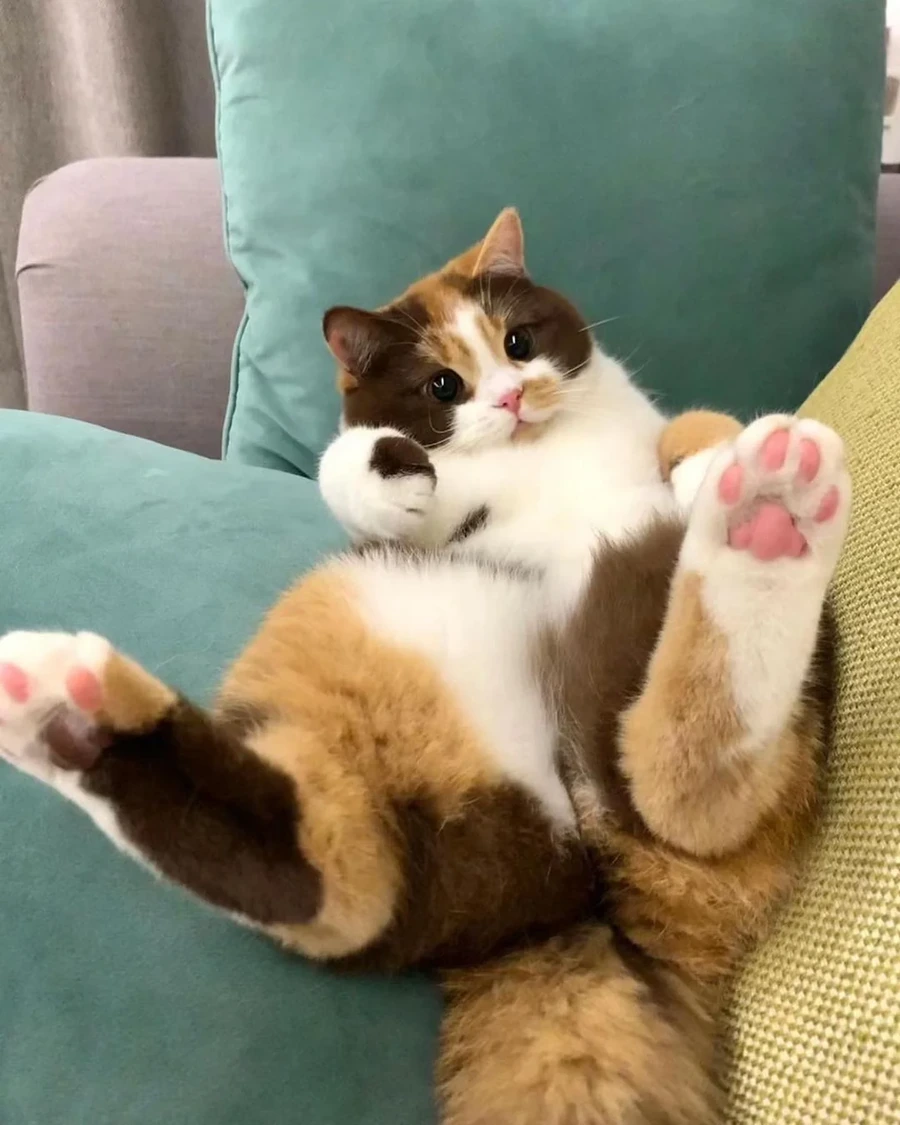 호불호 고양이.jpg - 이미지 7