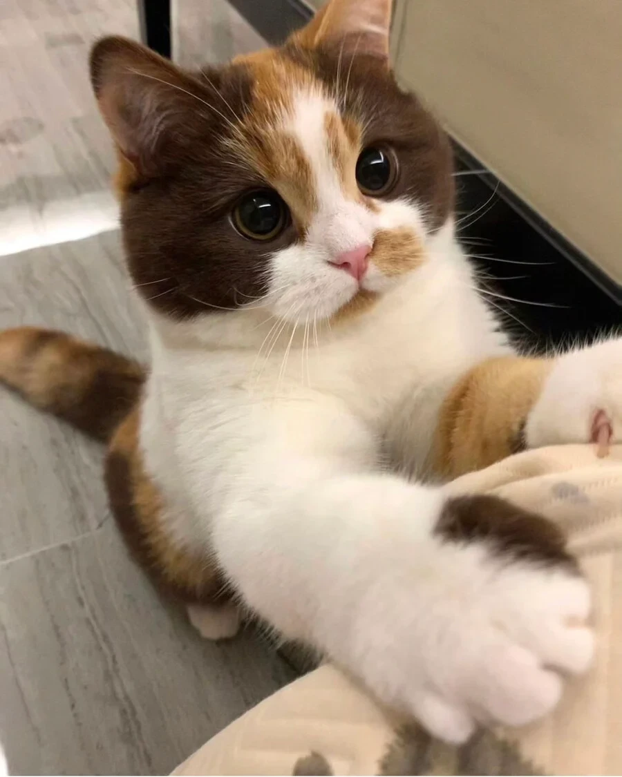 호불호 고양이.jpg - 이미지 8
