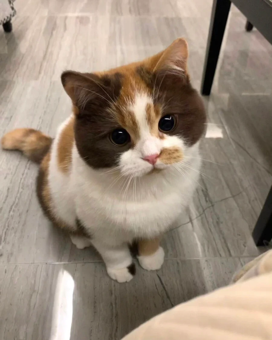 호불호 고양이.jpg - 이미지 9