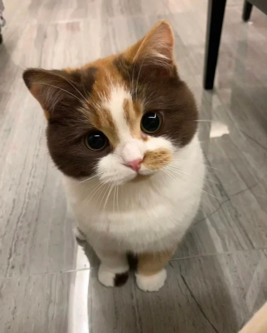 호불호 고양이.jpg - 이미지 10