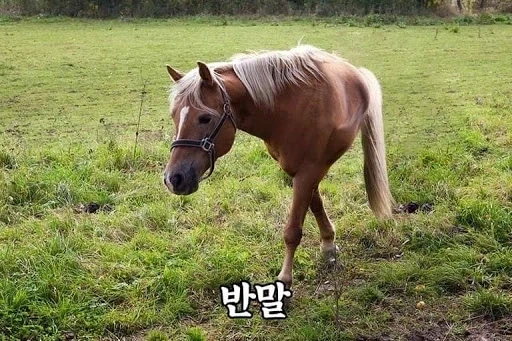 솔직히 반말은 상상만 해도 웃기지 않냐?