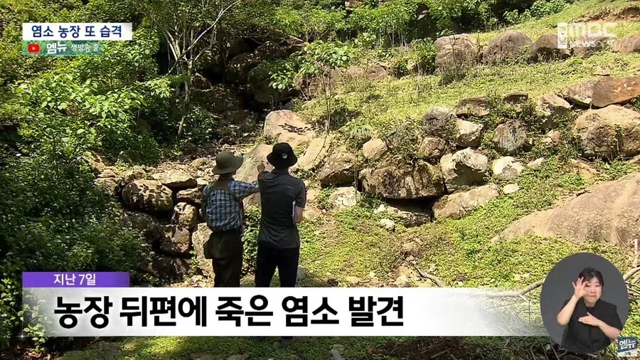 곰이 똑똑하다는걸 보여주는 국내 사건 - 이미지 2