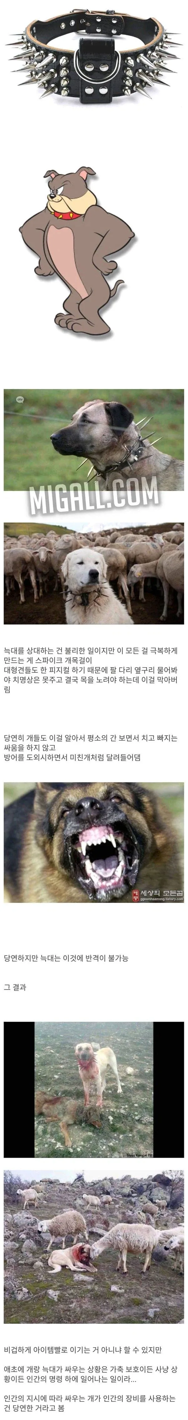 강아지 목에달린 스파이크의 의미