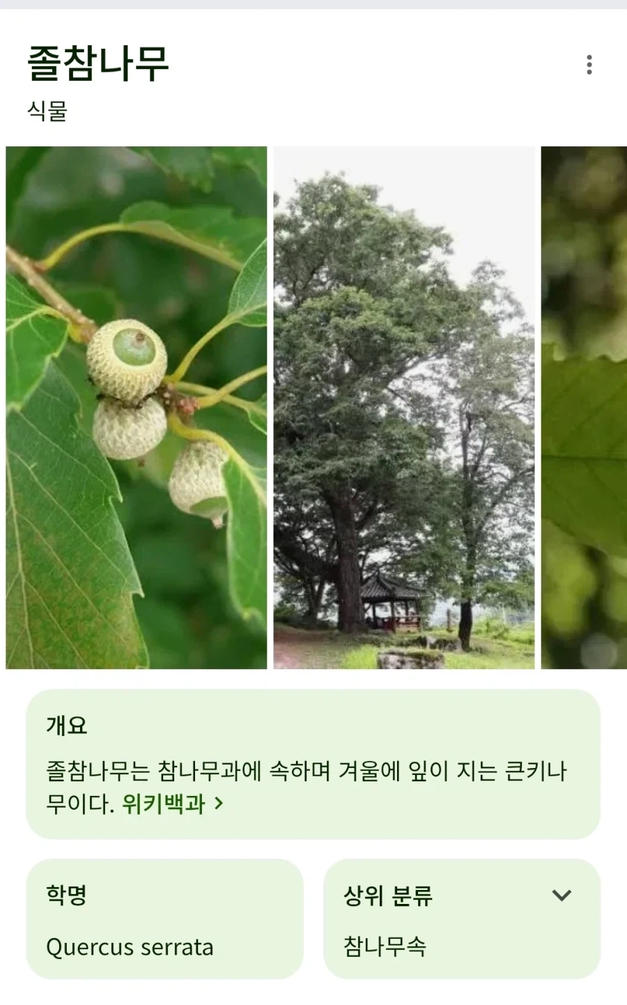 엌ㅋㅋㅋ님듴ㅋㅋㅋ 세상에서 가장 차가운 나무가 뭐게옄ㅋㅋㅋㅋㅋㅋ