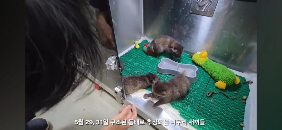 아 야생동물구조 영상보는데 존나귀엽네
