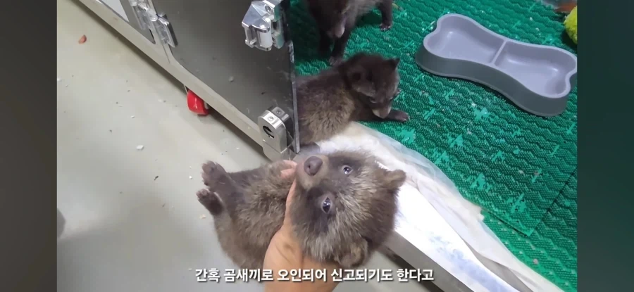 아 야생동물구조 영상보는데 존나귀엽네 - 이미지 2