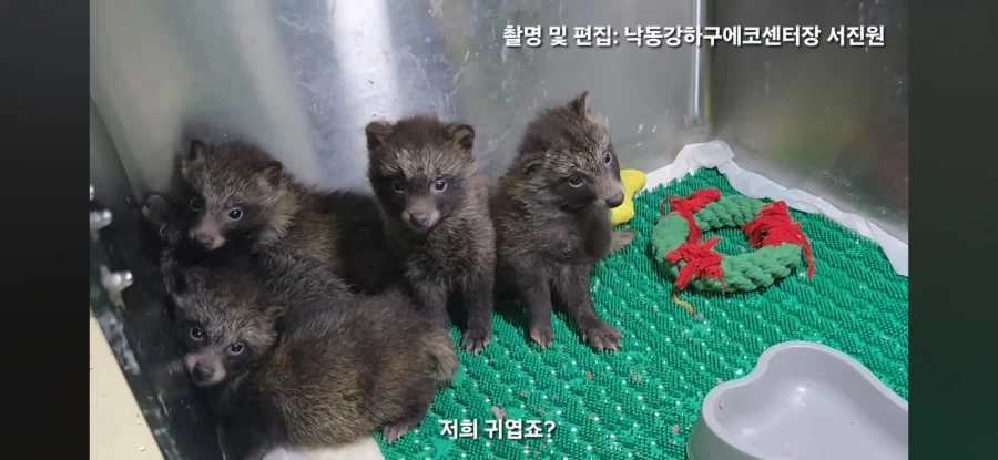 아 야생동물구조 영상보는데 존나귀엽네 - 이미지 3