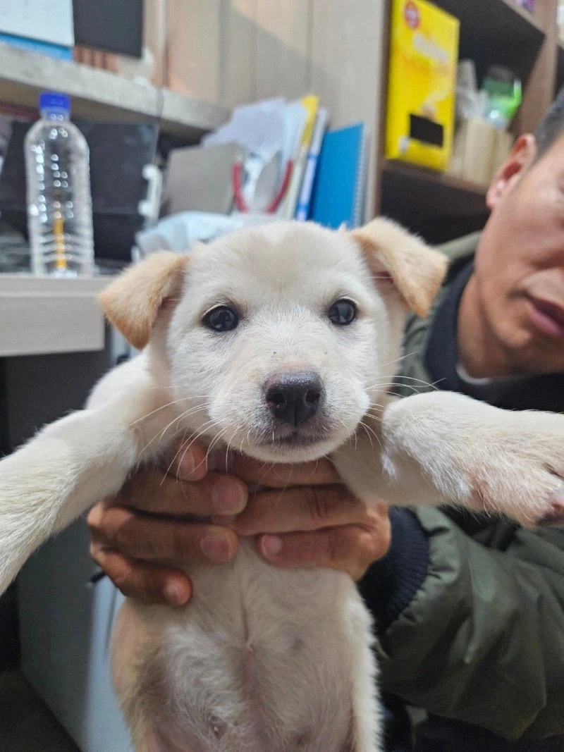얼굴은 그대로 몸만 커진 강아지 jpg.