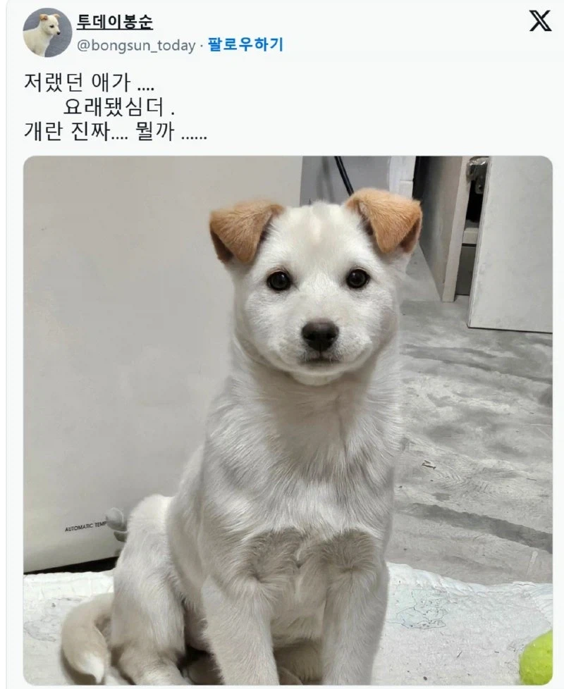 얼굴은 그대로 몸만 커진 강아지 jpg. - 이미지 2