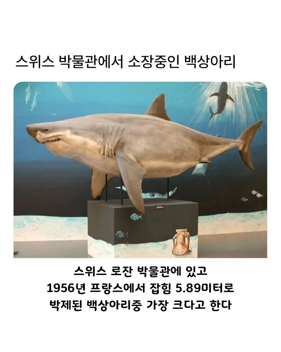 스위스 박물관에서 소장중인 백상아리의 비밀.jpg