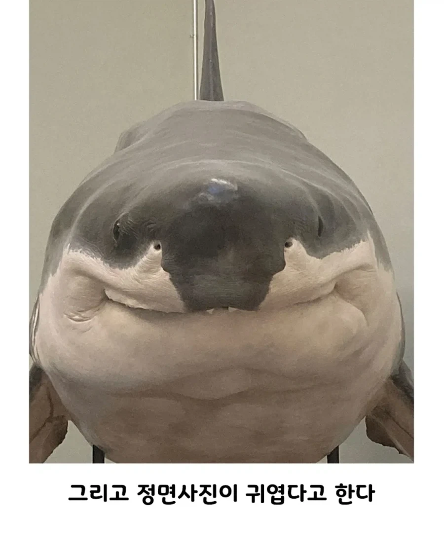 스위스 박물관에서 소장중인 백상아리의 비밀.jpg - 이미지 2