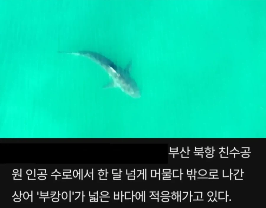 부캉이 내보내자마자 새로 나타난 부칸이ㄷㄷ