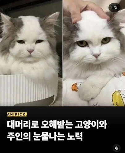 대머리로 오해받는 고양이