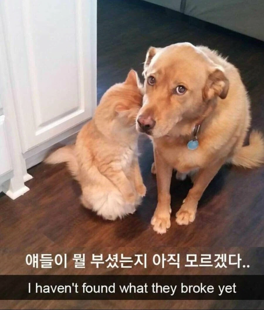 독거 직장인이 애완동물 키우면 자주 겪는 일