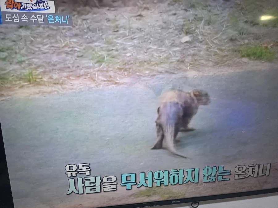 부캉이는 서비스종료다..