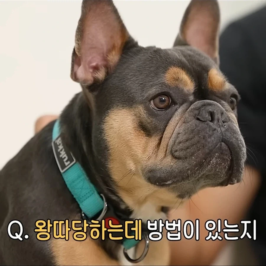 불독이 개들 사이에서 왕따당하는 이유.jpg