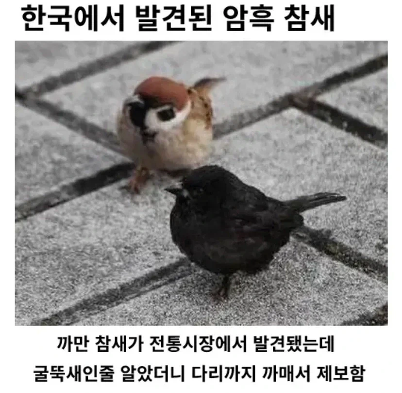 달크 시그너 참새