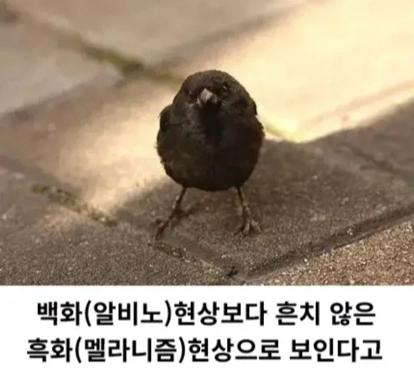 달크 시그너 참새 - 이미지 2