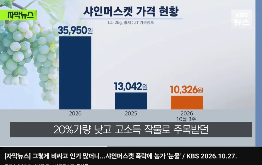 샤인머스캣 농가들 죽을상이 당연한 이유