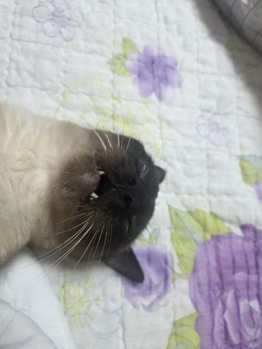 최대한 있는 힘껏 잘생긴 고양이 얼굴을 조진 사진을 찍어보자!!
