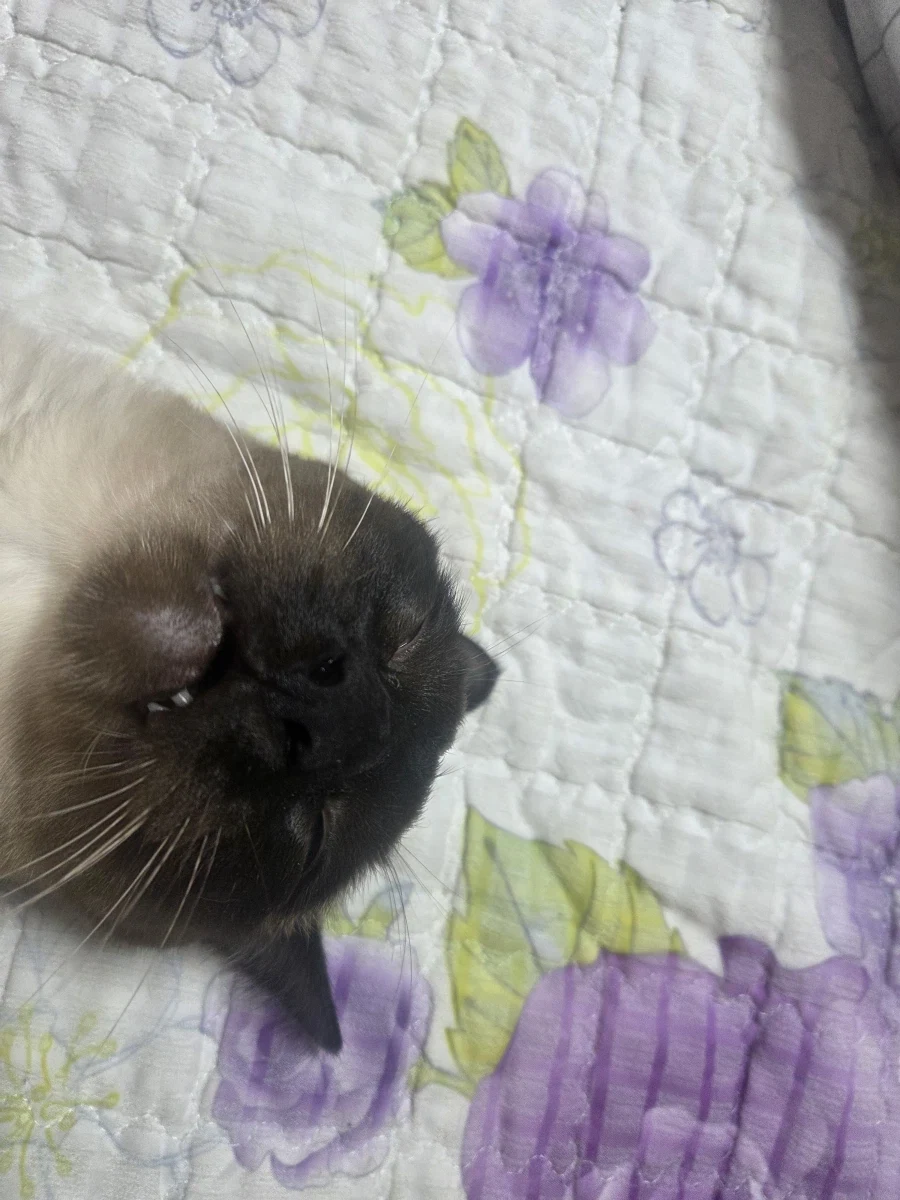 최대한 있는 힘껏 잘생긴 고양이 얼굴을 조진 사진을 찍어보자!! - 이미지 2
