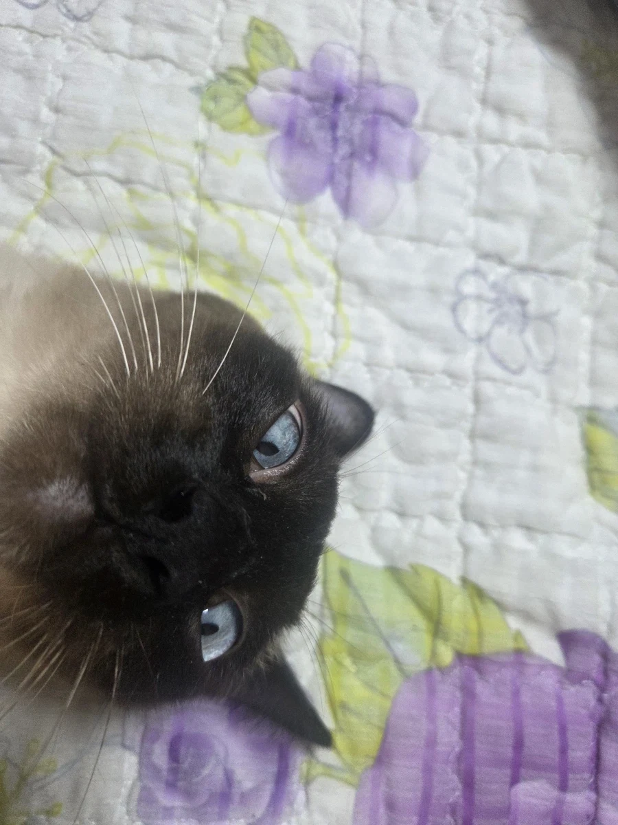 최대한 있는 힘껏 잘생긴 고양이 얼굴을 조진 사진을 찍어보자!! - 이미지 4