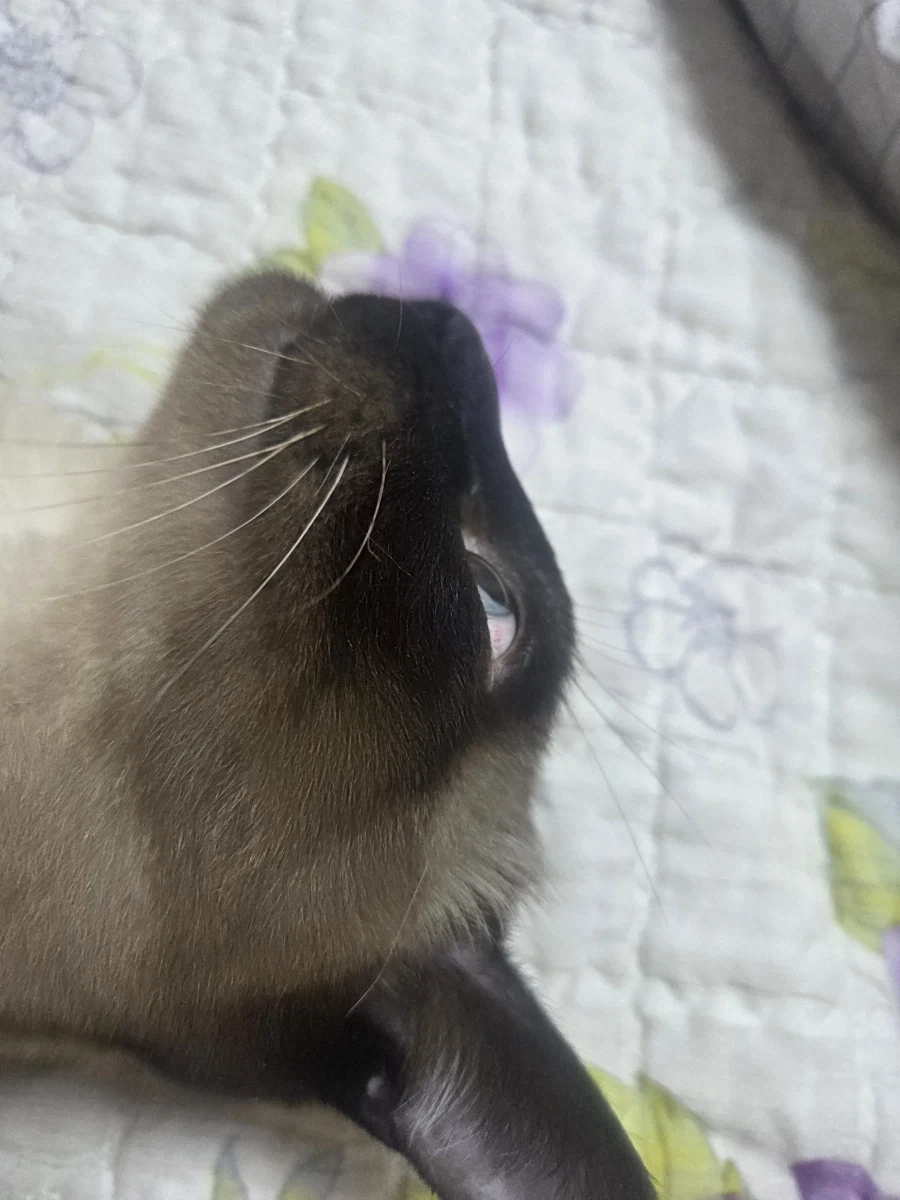 최대한 있는 힘껏 잘생긴 고양이 얼굴을 조진 사진을 찍어보자!! - 이미지 5