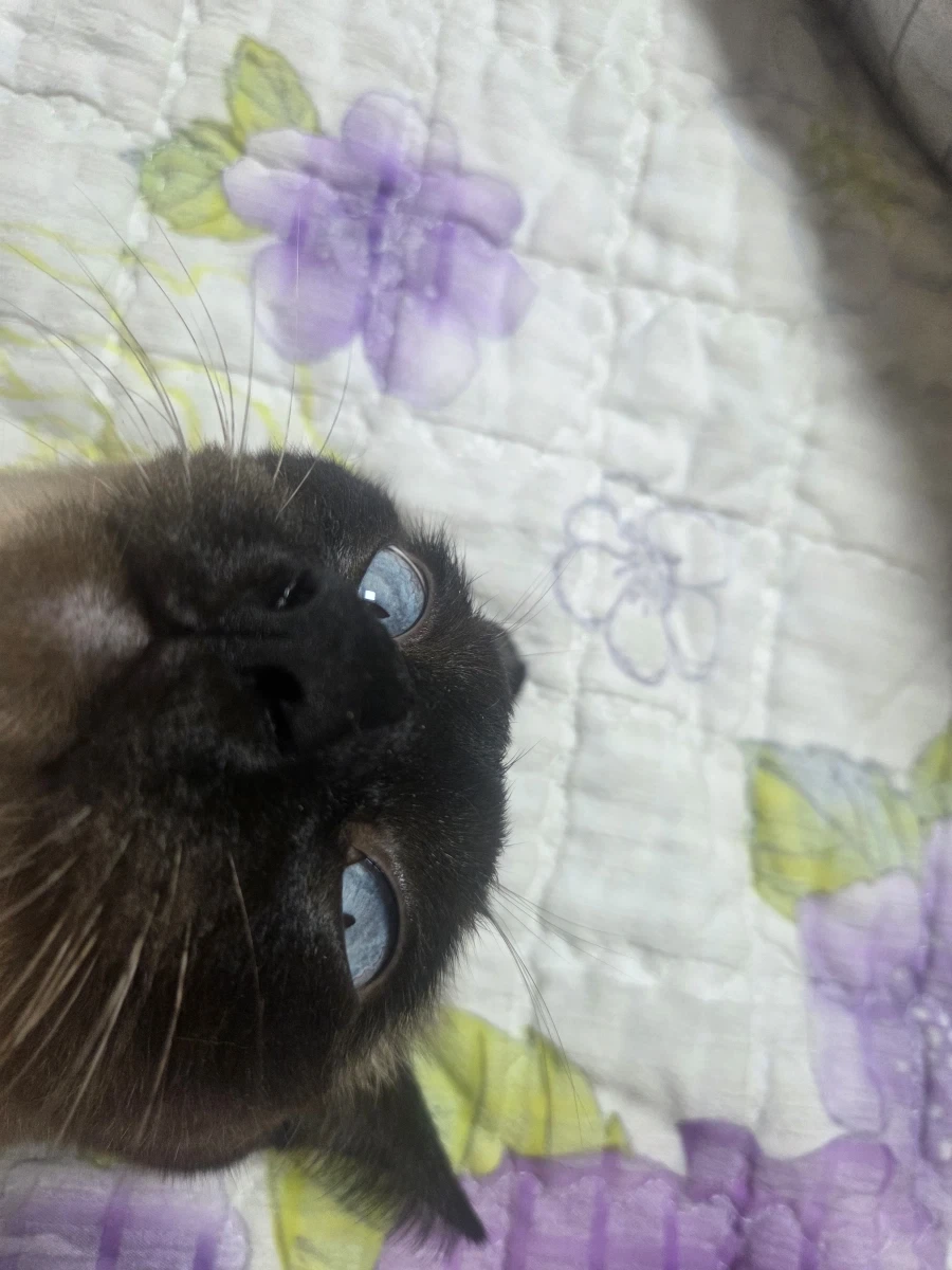 최대한 있는 힘껏 잘생긴 고양이 얼굴을 조진 사진을 찍어보자!! - 이미지 7