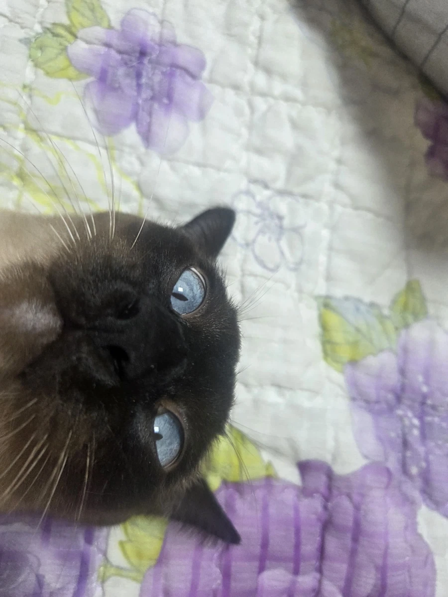 최대한 있는 힘껏 잘생긴 고양이 얼굴을 조진 사진을 찍어보자!! - 이미지 8