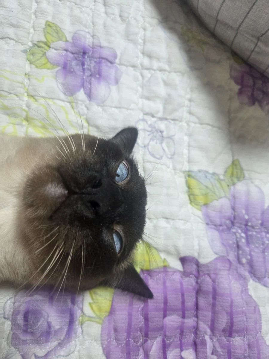 최대한 있는 힘껏 잘생긴 고양이 얼굴을 조진 사진을 찍어보자!! - 이미지 9