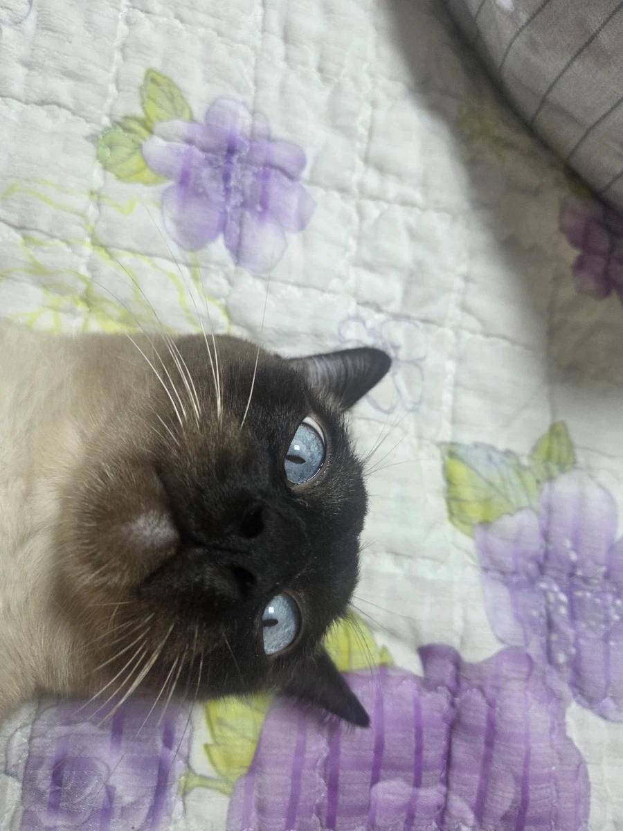 최대한 있는 힘껏 잘생긴 고양이 얼굴을 조진 사진을 찍어보자!! - 이미지 10