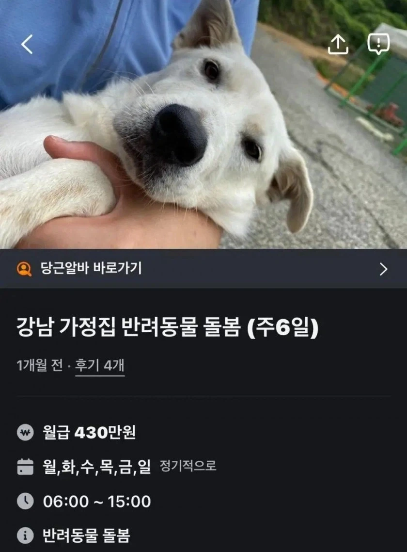 강남 당근 알바