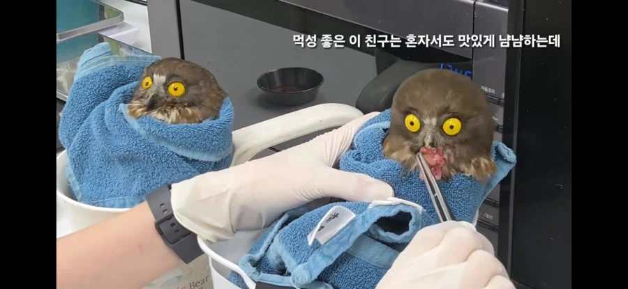 그러니까 애가 고양이고 애가 부엉이 맞죠?
