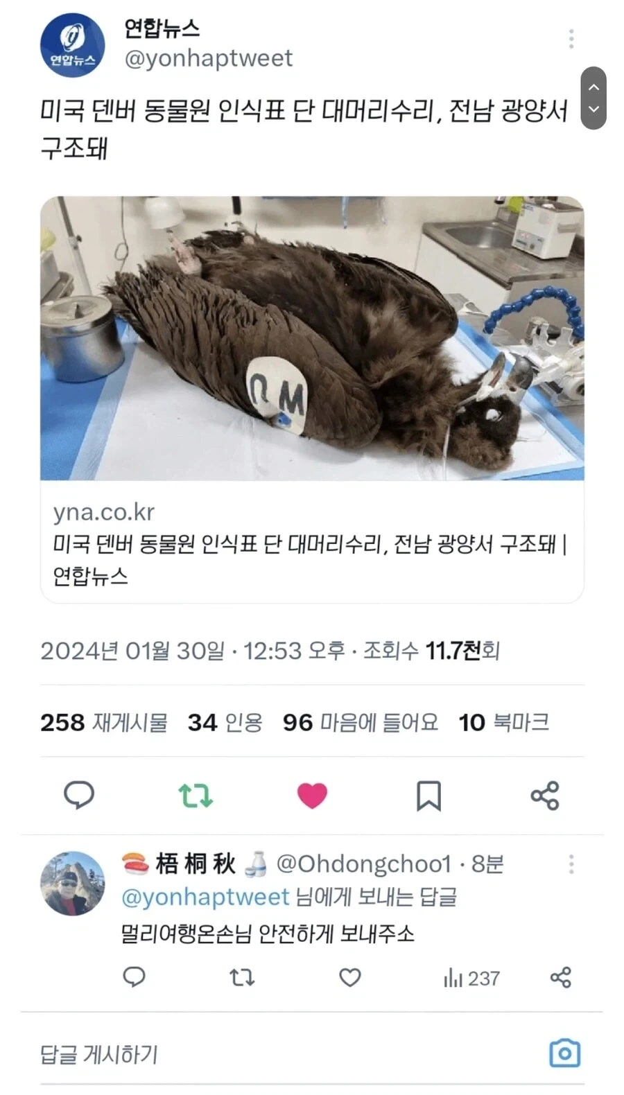 전라도에서 구조된 미국독수리.jpg