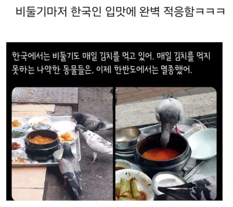 비둘기: 이맛은 박춘자 할매네 맛이잖아