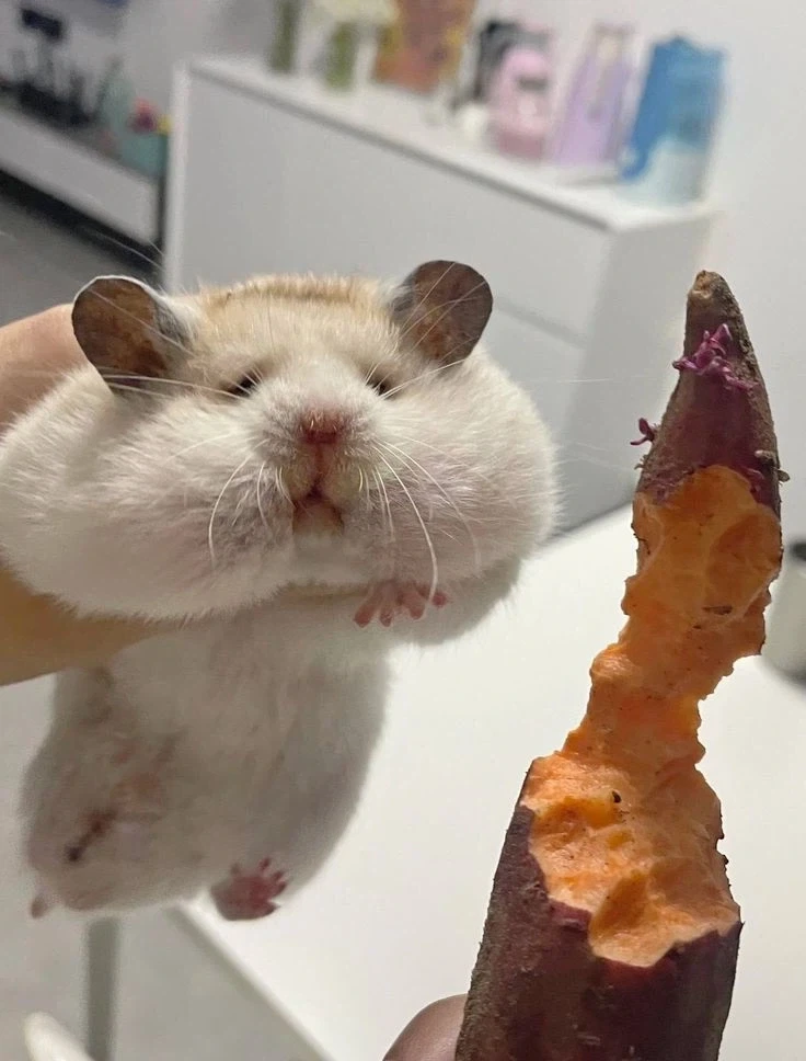 ???: 전 고구마를 먹지 않았어요