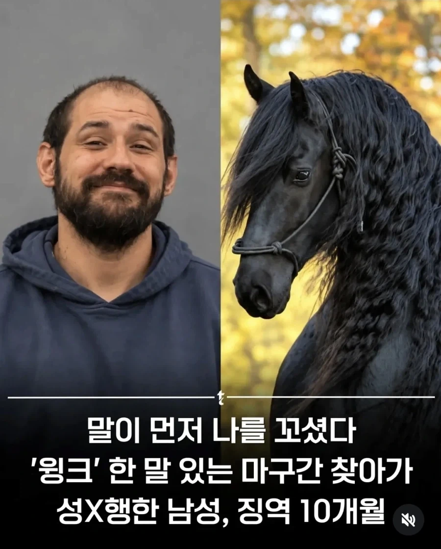 "말이 나를 먼저 꼬셨다." 마구간 찾아가 성폭행한 남성 징역