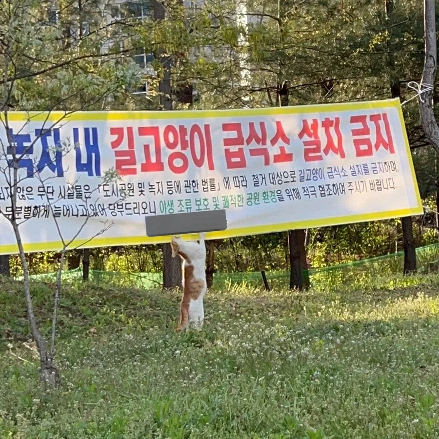 지자체 정책에 항의하는 고양이.jpg