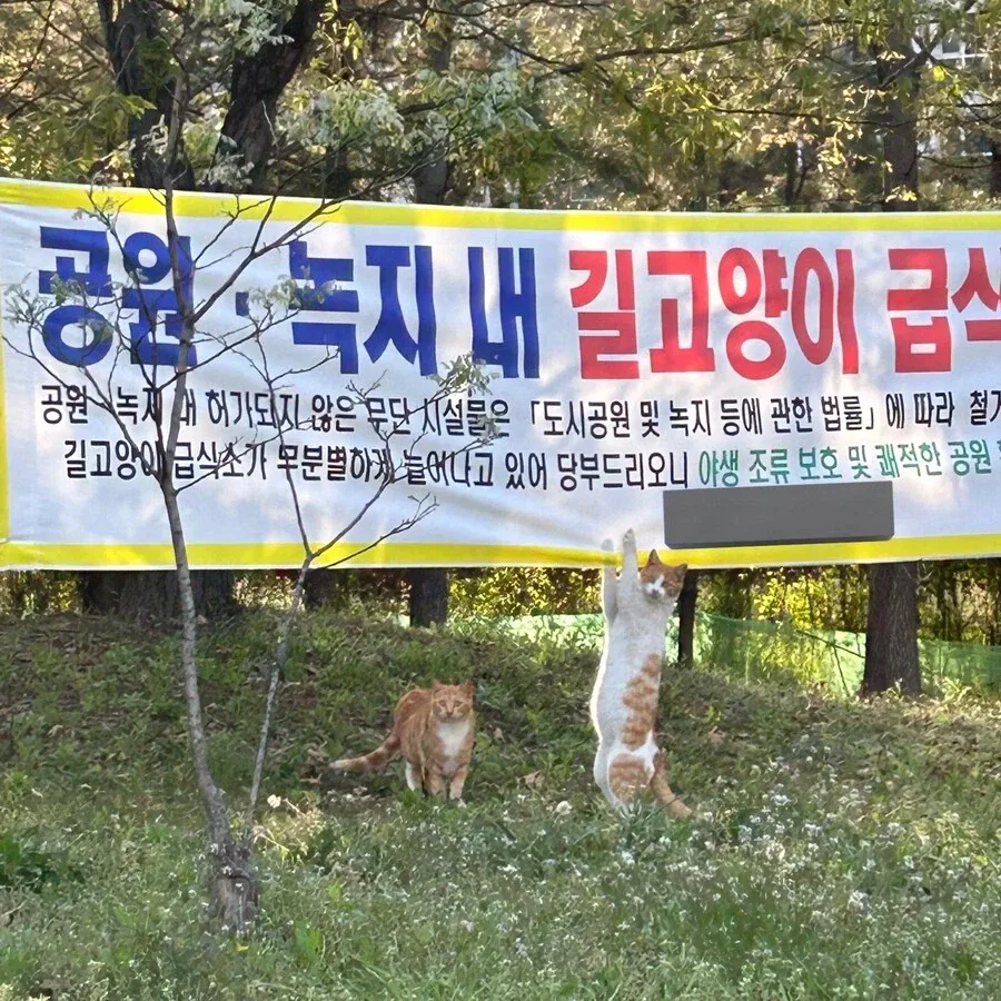 지자체 정책에 항의하는 고양이.jpg - 이미지 2
