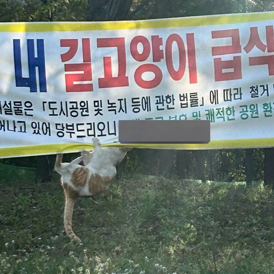 지자체 정책에 항의하는 고양이.jpg - 이미지 3
