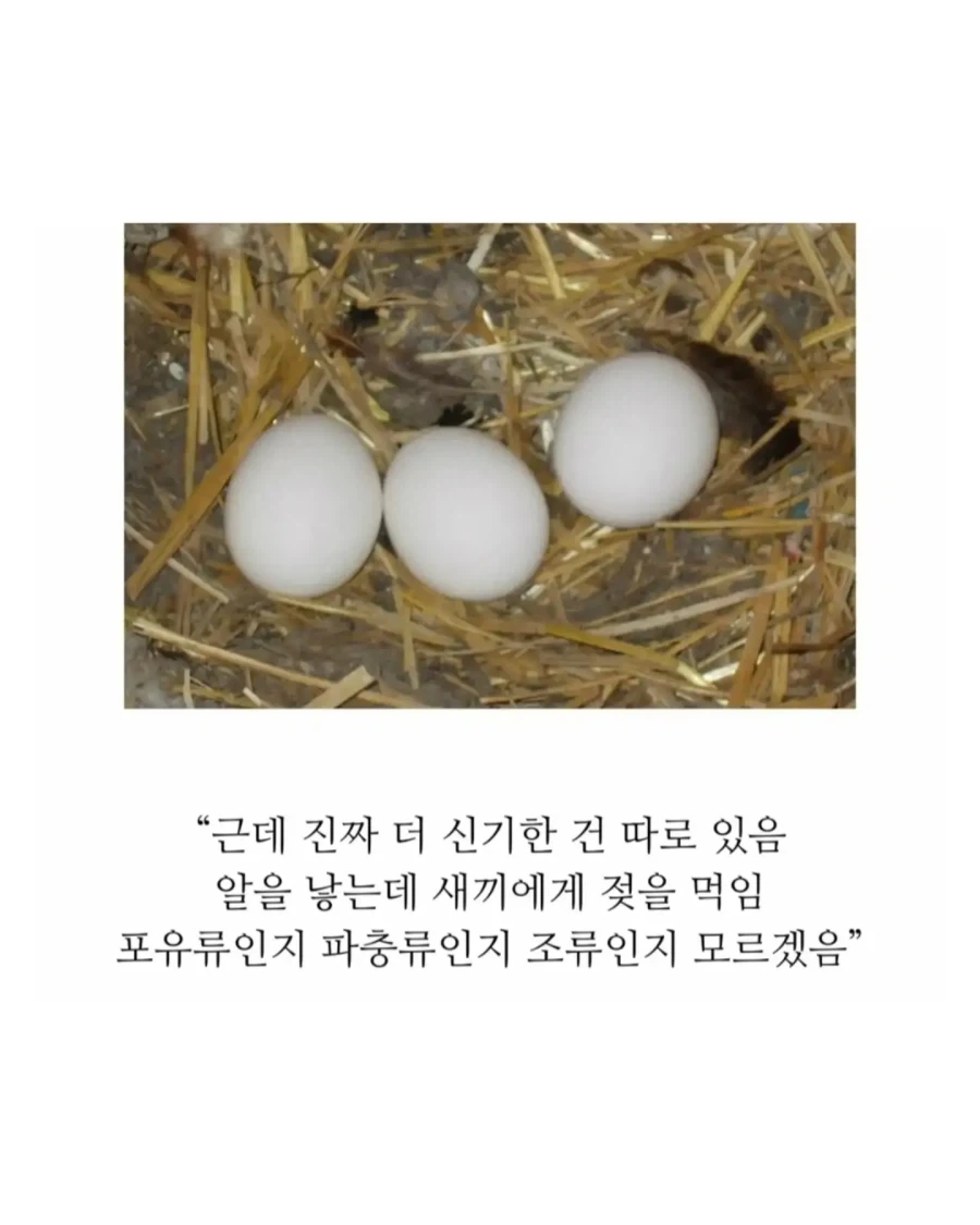 의외로 18세기에 발견된 기괴한 생명체.jpg - 이미지 7