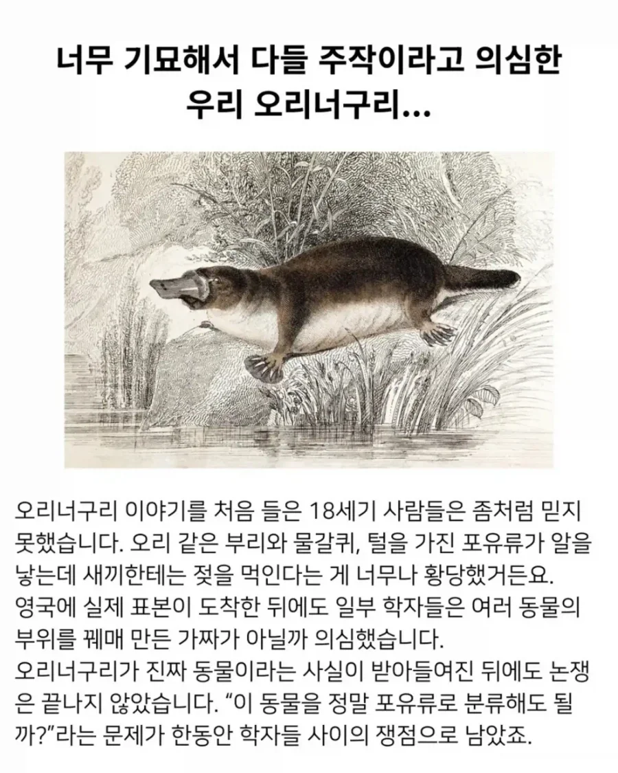의외로 18세기에 발견된 기괴한 생명체.jpg - 이미지 12