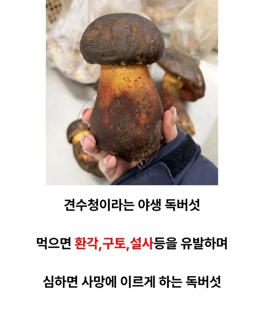 존나 맛있는 독버섯