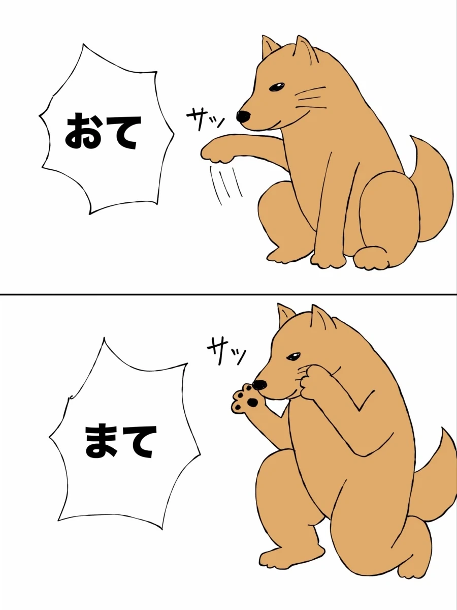 강아지 훈련