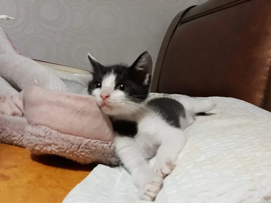 우리집 고양이 보고 가셈