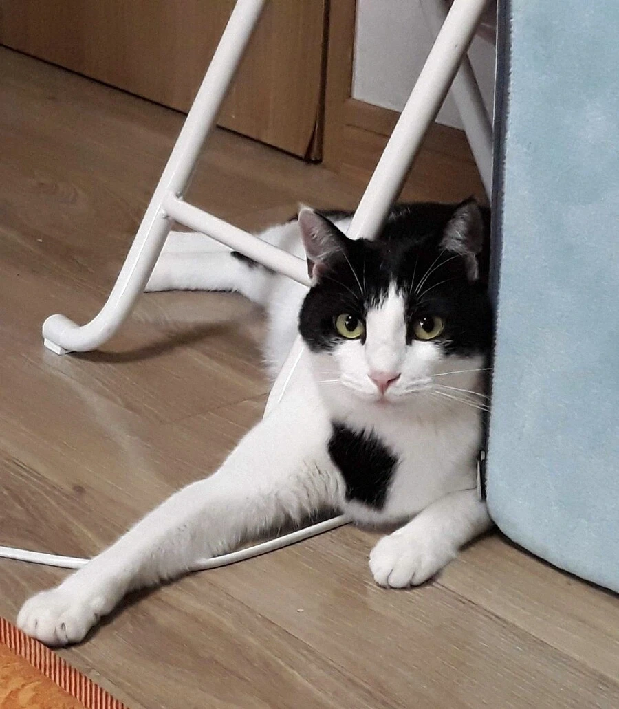 우리집 고양이 보고 가셈 - 이미지 2